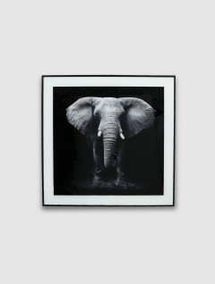 Cuadro - Placa Elefante